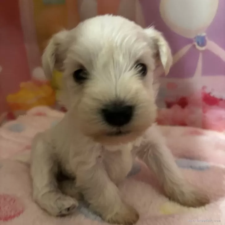 ID：2403-00894の子犬