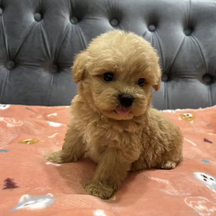 れおママ 様のお迎えした子犬