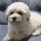 マルプー(マルチーズ×トイプードル)【鹿児島県・男の子・2024年12月25日・クリーム】の写真1「2月12日(水)撮影」