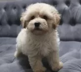 マルプー(マルチーズ×トイプードル)【鹿児島県・男の子・2024年12月25日・クリーム】の写真3