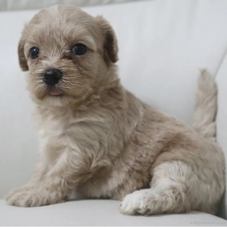 ID:2308-05842の子犬