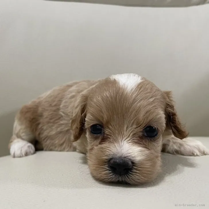 ID：2308-05839の子犬