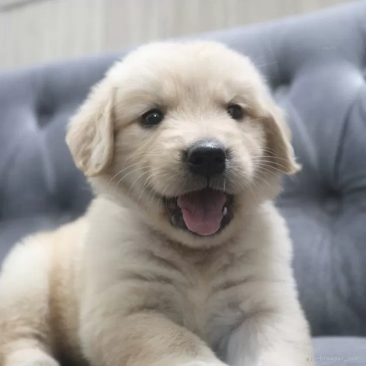 R.H 様のお迎えした子犬