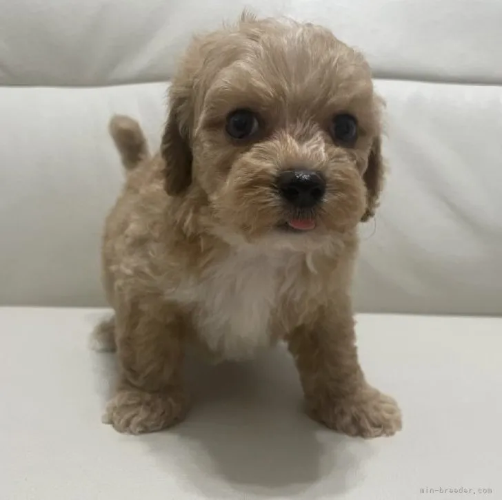 ID：2308-05844の子犬