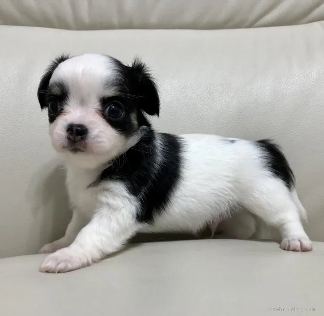 ID：2110-02322の子犬