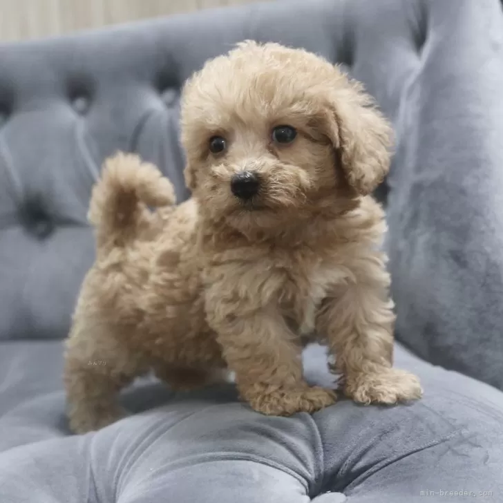 ID：2409-01130の子犬