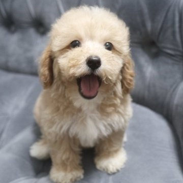 マルプー(マルチーズ×トイプードル)【鹿児島県・女の子・2024年7月25日・クリーム】の写真「表情豊かな可愛い女の子♪💕😊」