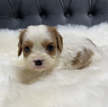 キャバリア【鹿児島県・女の子・2024年3月15日・ブレンハイム】の写真「サイズ小さめ🐶可愛いの女の子🎶」