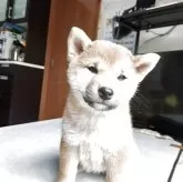 柴犬(標準サイズ)