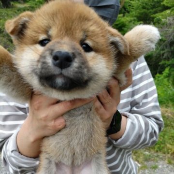 柴犬(標準サイズ)【大分県・女の子・2023年3月20日・あか】の写真「おとなしい女のコです。」