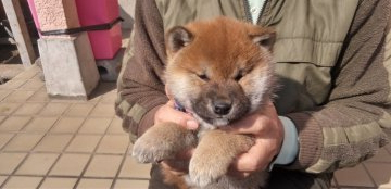 柴犬(標準サイズ)【大分県・男の子・2022年1月18日・あか】の写真「ぽっちゃりかわいい男の子です」