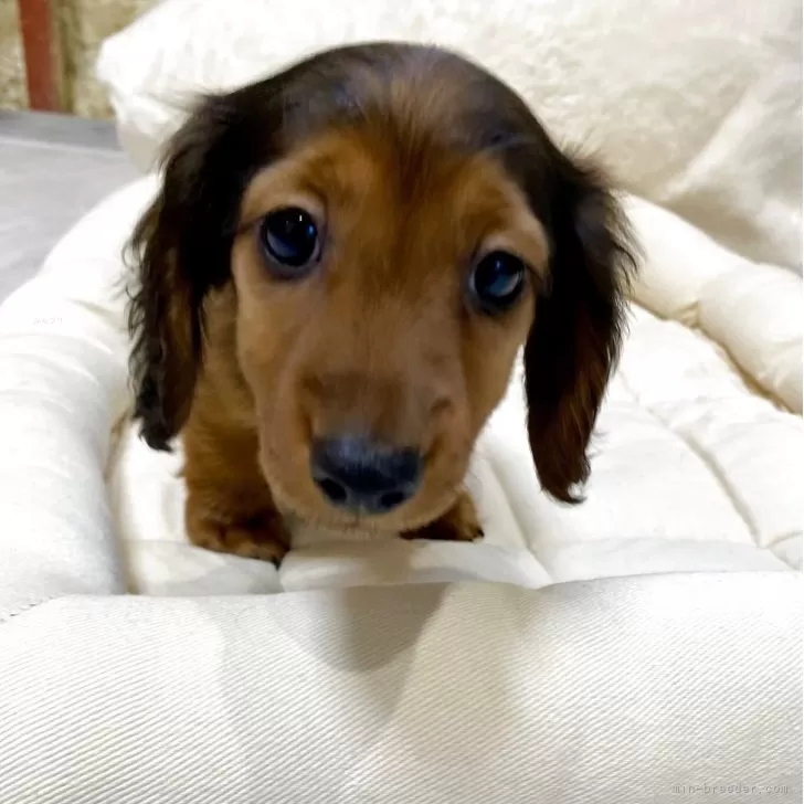 ID：2505-06739の子犬