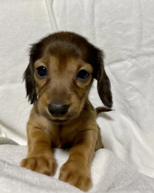 ID：2105-02198の子犬