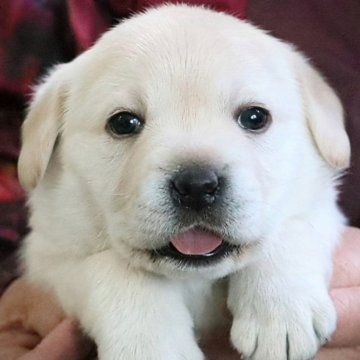 ラブラドールレトリバー【岡山県・男の子・2024年11月18日・イエロー】の写真「英国ラブラドール直子の子犬生まれました。」
