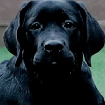 ラブラドールレトリバー【岡山県・男の子・2025年6月2日・ブラック】の写真「英国ラブラドール直子の子犬生まれました。」