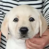 ラブラドールレトリバー【岡山県・男の子・2024年11月18日・イエロー】の写真1