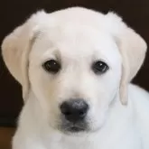 ラブラドールレトリバー【岡山県・男の子・2024年11月18日・イエロー】の写真1