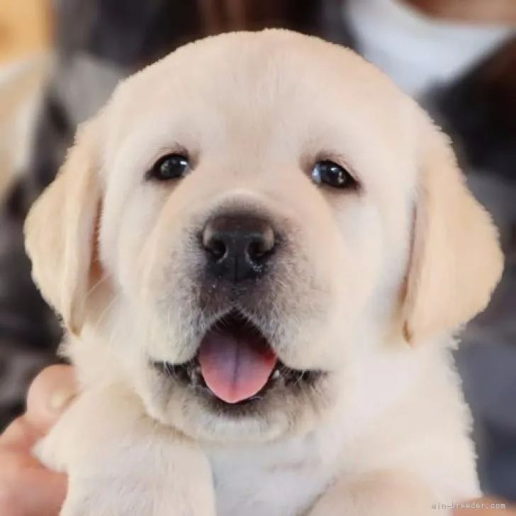 ID：2212-02853の子犬