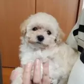 タイニープードル