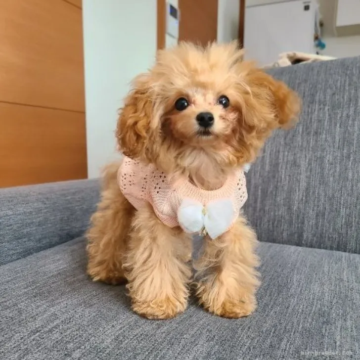 TMR 様のお迎えした子犬