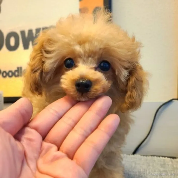 あさみ 様のお迎えした子犬