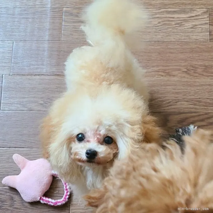 ちゃま 様のお迎えした子犬