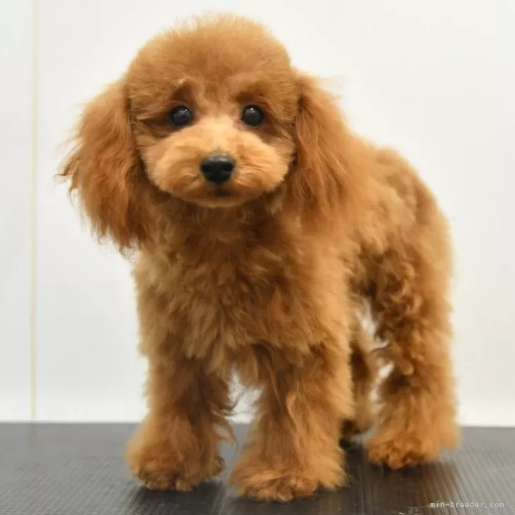 ID：2408-03174の子犬