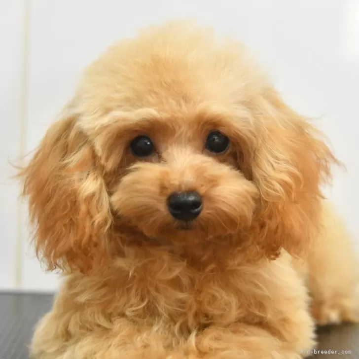 ID：2408-03172の子犬