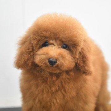 タイニープードル【福岡県・男の子・2025年5月19日・レッド】の写真「人大好き！犬大好き！可愛い男の子です！」