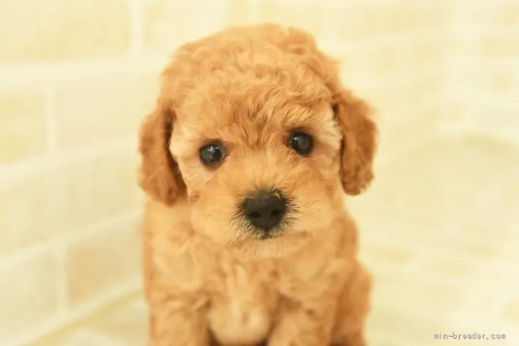 ID：2108-00118の子犬