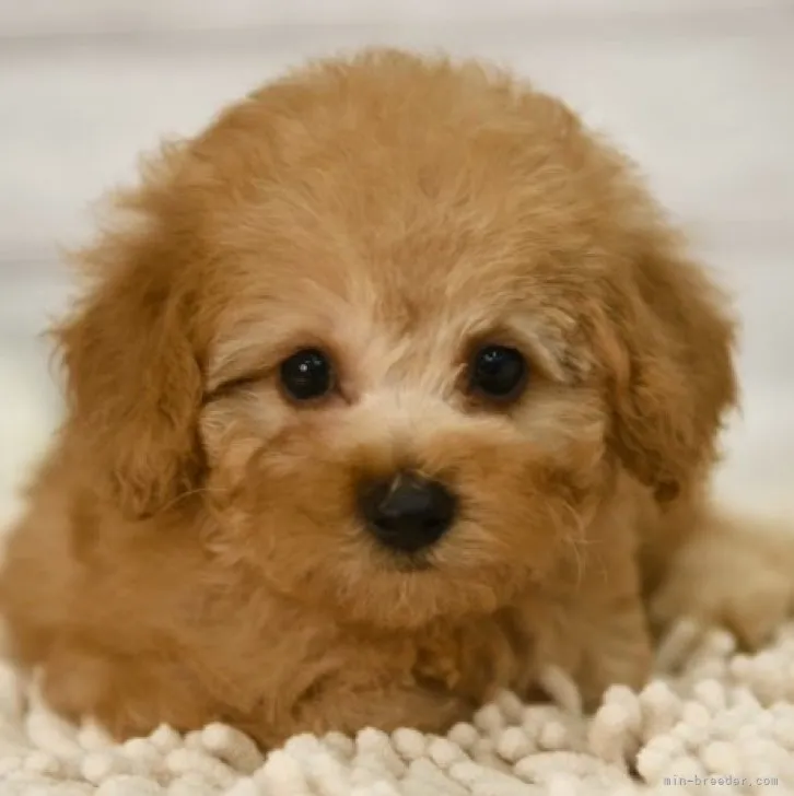 ID：2307-06190の子犬