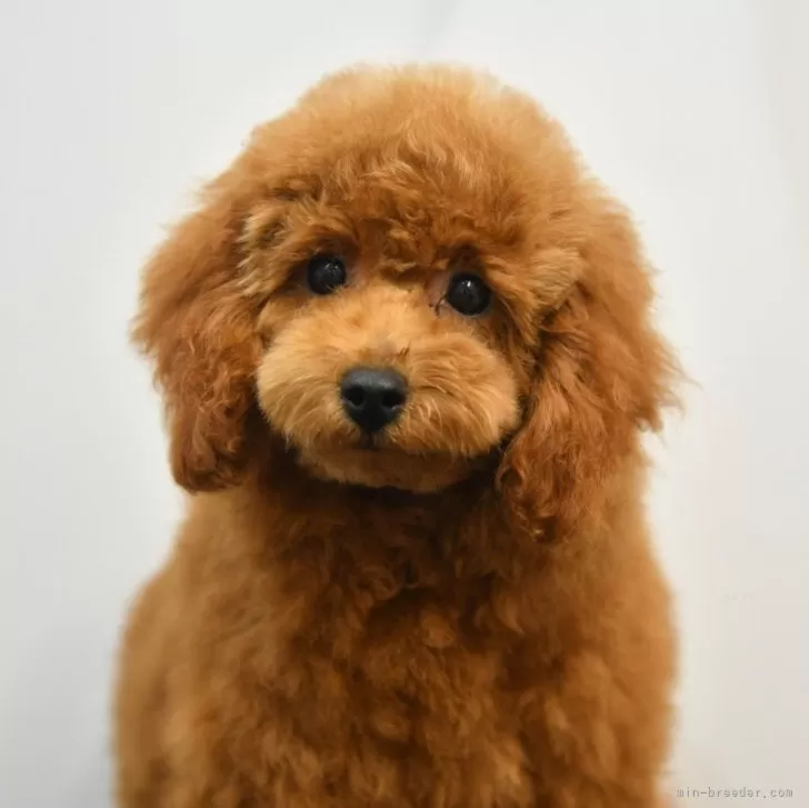 ID:2405-03695の子犬