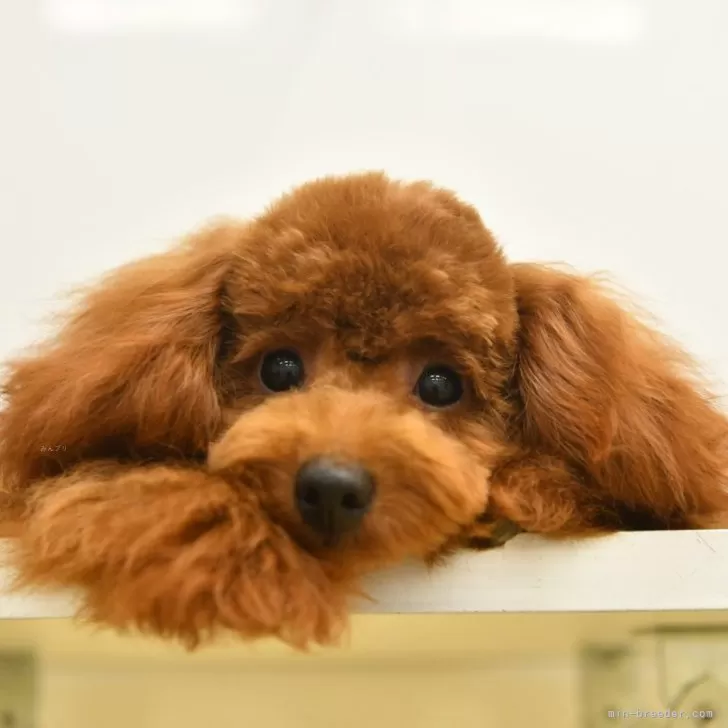 ID:2405-03692の子犬