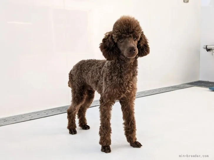 T.S 様のお迎えした子犬