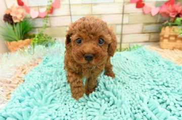 トイプードル(タイニー)【福岡県・女の子・2021年3月2日・レッド】の写真「目が大きくて元気な女の子です」
