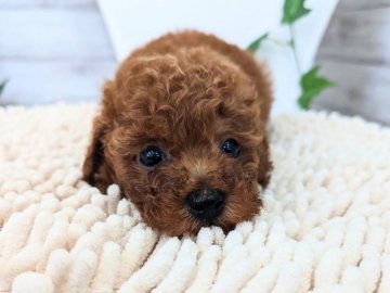 トイプードル(タイニー)【福岡県・男の子・2022年3月5日・レッド】の写真「小顔で色素も濃い男の子です」