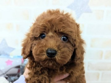 トイプードル(タイニー)【福岡県・男の子・2021年11月2日・レッド】の写真「甘えん坊の男の子」