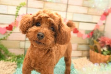 トイプードル(ティーカップ)【福岡県・女の子・2020年9月17日・レッド】の写真「小さくてお利口さんで運動神経抜群」