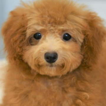 トイプードル(タイニー)【福岡県・女の子・2023年2月8日・アプリコット】の写真「小顔で目がクリクリなかわいい女の子」