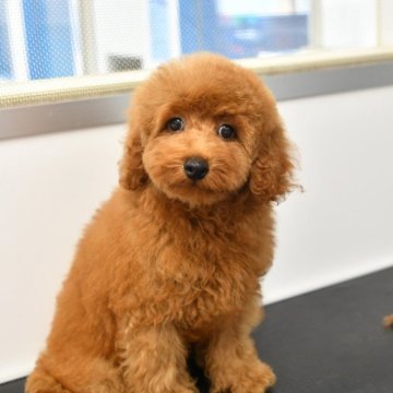 トイプードル(タイニー)【福岡県・男の子・2024年6月13日・レッド】の写真「好奇心旺盛な男の子です！！」