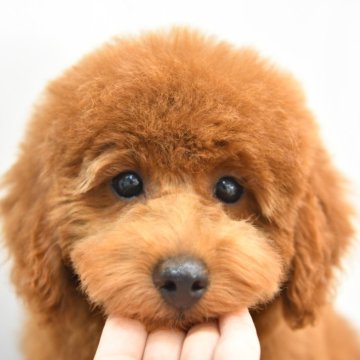 トイプードル(トイ)【福岡県・男の子・2024年3月17日・レッド】の写真「元気いっぱいの男の子です！」