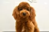 タイニープードル【福岡県・女の子・2024年3月17日・レッド】の写真2