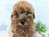 タイニープードル【福岡県・男の子・2021年11月2日・レッド】の写真3