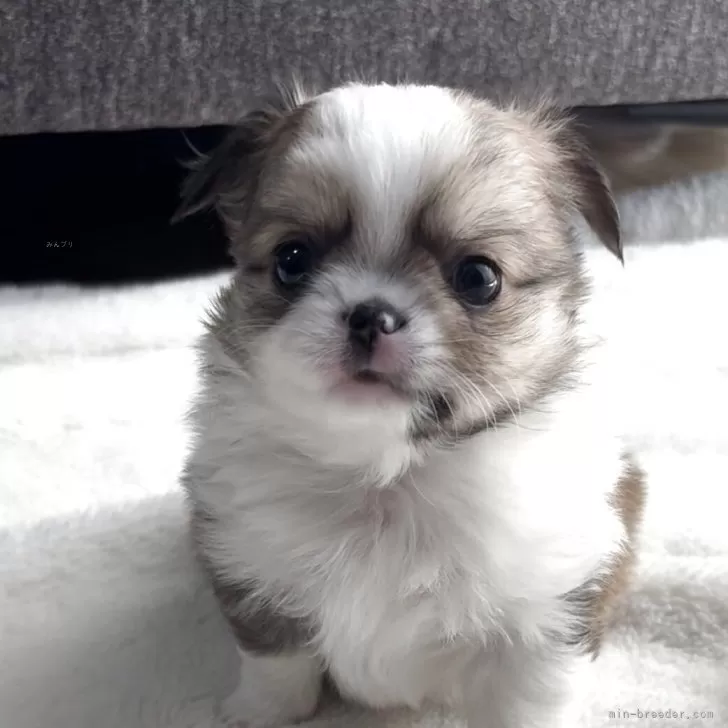 チワワ(ロング)【福岡県・男の子・2025年10月8日・レッド&amp;ホワイト】の写真1