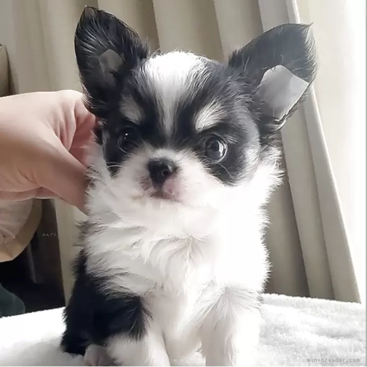 K.K 様のお迎えした子犬