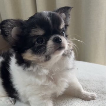 チワワ(ロング)【福岡県・女の子・2024年9月9日・ブラックホワイト&タン】の写真「可愛い女の子♡♡」