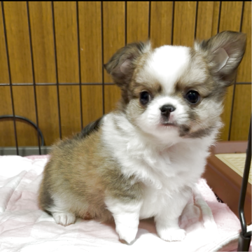 チワワ(ロング)【福岡県・男の子・2025年10月8日・レッド&ホワイト】の写真「可愛い男の子♡」