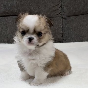 チワワ(ロング)【福岡県・男の子・2025年10月8日・レッド&ホワイト】の写真「可愛い男の子♡」