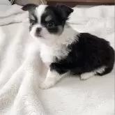 チワワ(ロング)【福岡県・男の子・2025年10月8日・ブラックホワイト&タン】の写真1