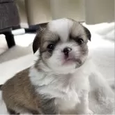 チワワ(ロング)